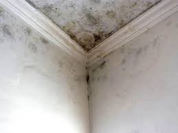 Reliable Independence, LA Mold Removal & Remediation Solutions