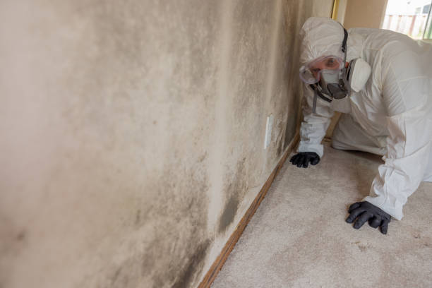  Independence, LA Mold Removal & Remediation Pros