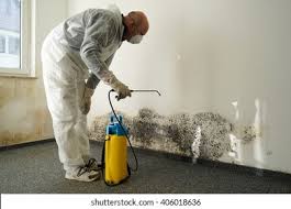 Best Basement Mold Removal  in Independence, LA